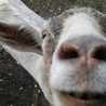 goatfarmer