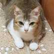 GINA