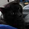 Thomas 