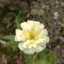 Umma Aslam