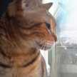 cookin4thecat