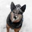 roxy.clemons