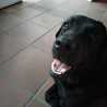 Adri