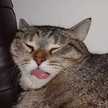 chonly