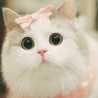 atyeb_alb atyeb_alb