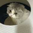 Catary