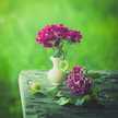 🌼🌼عاشقة الورد🌷🌷
