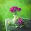 🌼🌼عاشقة الورد🌷🌷