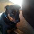 Colby