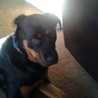 Colby