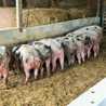La Ferme de Fontaud