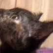 Kitty10101