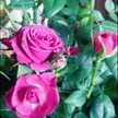 purple__mascara