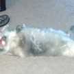 bigfuzzycat