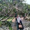 Intan Mohmoy