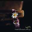 شآدن القحطانيٍ،
