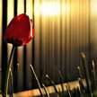ROla W. Khudair