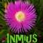 Inmius Lp