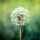 dandelion dandelion