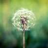 dandelion dandelion