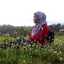 Wulandari Shan