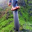 survivor.mt.man