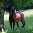 Sookie01