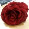 yomna.khaled