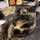 BABYCAT THE CURRY QUEEN BABYCAT THE CURRY QUEEN