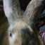 cuddlebunny69