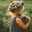 Hafsa