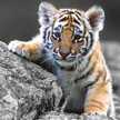 tigerlily5885