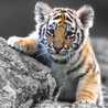 tigerlily5885