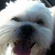 Hachiwinnie