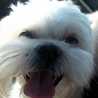Hachiwinnie