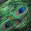 Light Feathers