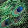 Light Feathers Light Feathers