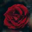 sh_ assiri1