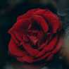 sh_ assiri1