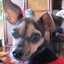 rushfan2112