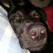 leoac