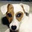 dostler