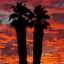 Chef Don