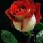 Abdullh Ali