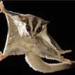SugarGlider