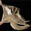 SugarGlider