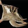 SugarGlider