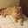 Carol McCollough