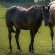 Anais Woehrel