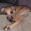 Rolo Elval
